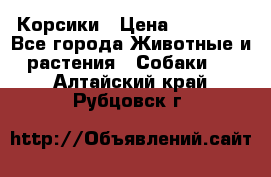 Корсики › Цена ­ 15 000 - Все города Животные и растения » Собаки   . Алтайский край,Рубцовск г.